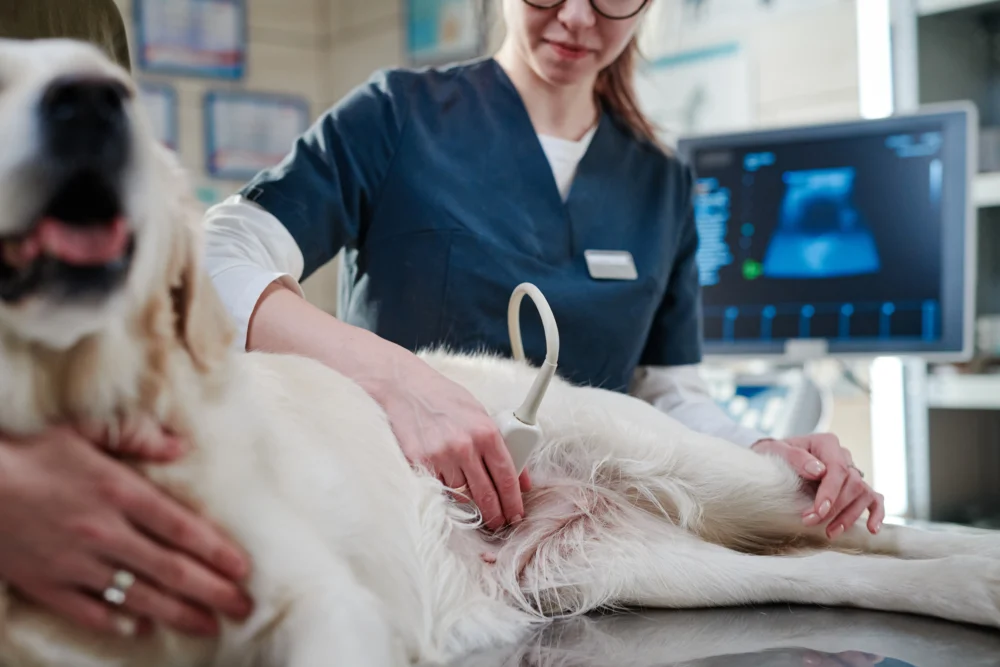 Ecógrafos para veterinaria ecografos vetrinaria
